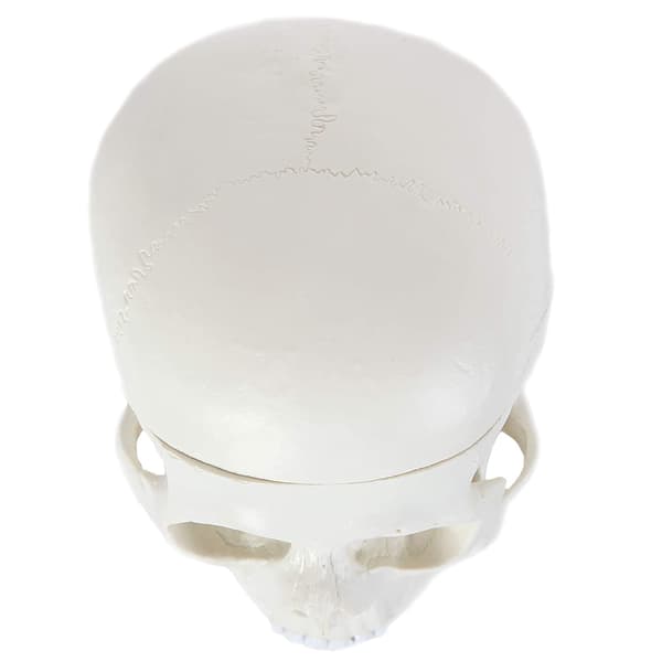 Human Skull Model, Human Anatomy Head Skeleton Includes Full Set of Teeth, Removable Skull Base and Articulated