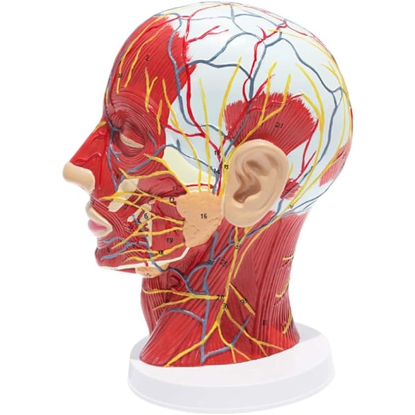 Anatomisk modell av centaurhuvud - med modell av blodkärl och nerver - för