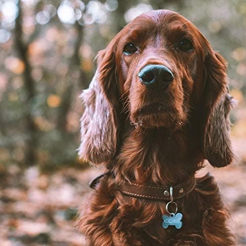 ID-merke for hund/katt i rustfritt stål, lasergravering med navn, adresse og telefonnummer