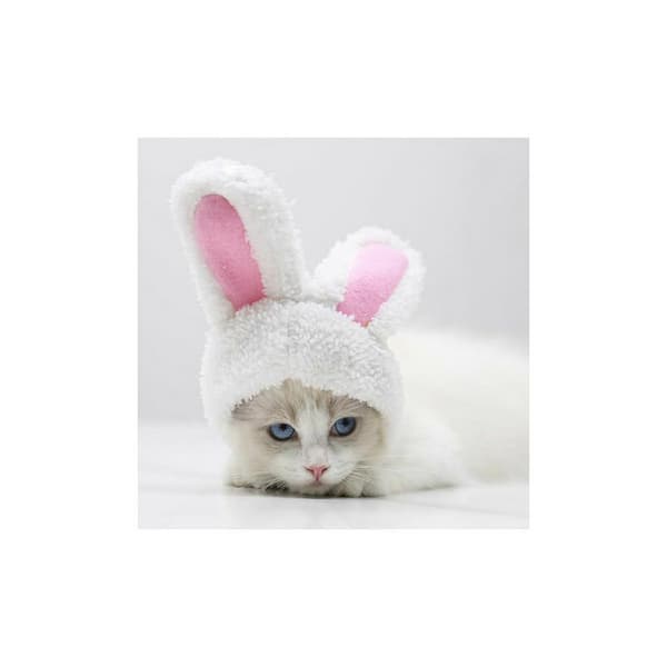 Kæledyrsparykhat Efterår og vinter Velcro og justerbart design Halloween-kostume til kat og hund