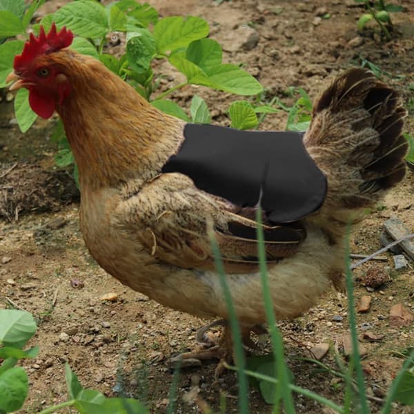 Chicken Saddle, Chicken Wing Protector, Chicken Back Protector, Chicken A