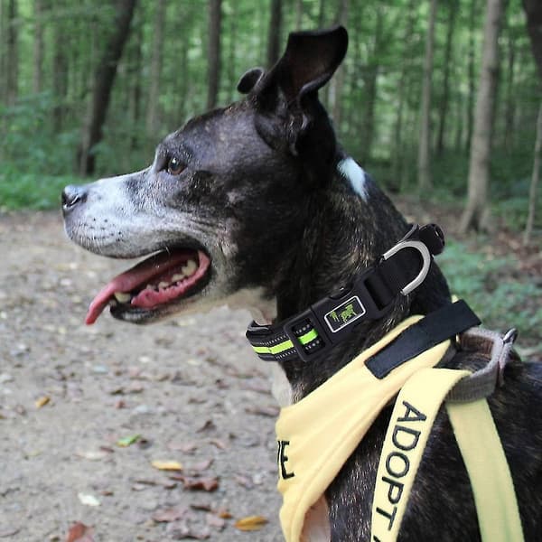 Reflekterende hundehalsbånd i polyester, justerbart for kattunger og små hunder