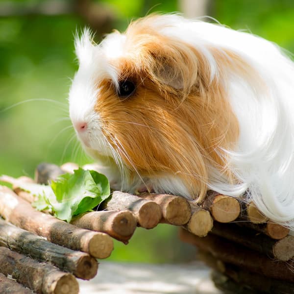 Rodent Wooden Bridge, Tunnel for Cage, Hamsters, Rabbits, Bendable