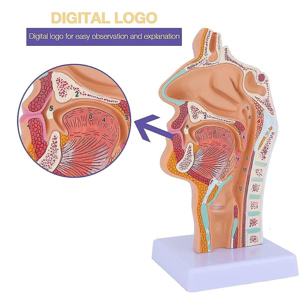 Nese-svelg anatomi modell menneskelig anatomisk svelg strupehode modell for studenter studie display