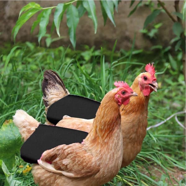 Chicken Saddle, Chicken Wing Protector, Chicken Back Protector, Chicken A