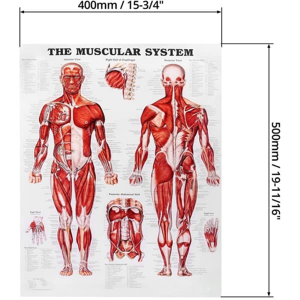 Brain Anatomy Poster, 2-Pack Laminated Human Brain Maps, Medical Quick Guide, Human Muscle