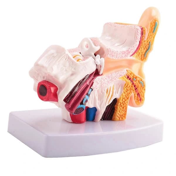 1,5x Human Ear Model - Shows Ear Structure, Inner and Outer Ear - Teaching Aid