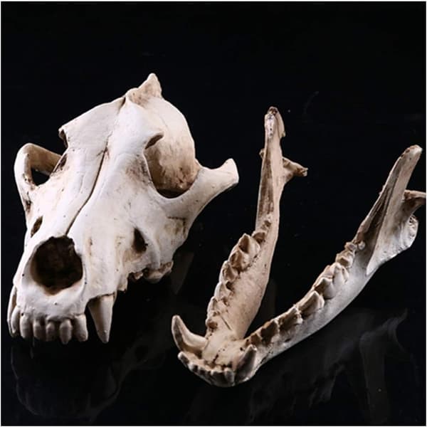 Wolf Skull Replica, Animal Skull Life Model Wolf Skull Model