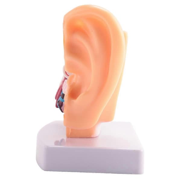 1.5x Human Ear Model - Shows Ear Structure, Inner and Outer Ear - Teaching Material