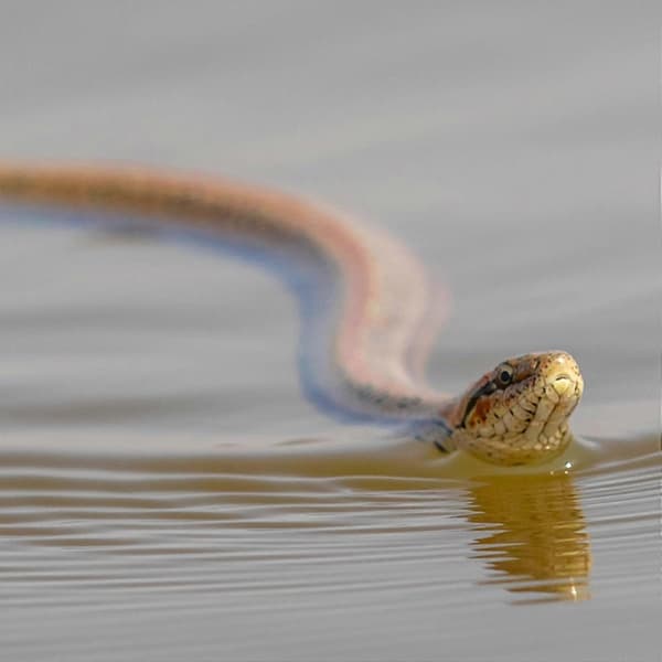 Snake Prank with String and Clip - Snake Prank with Clip, Snake in String Prank Chasing People, DIY Golf Snake Prank with String and Clip, Snake Prank