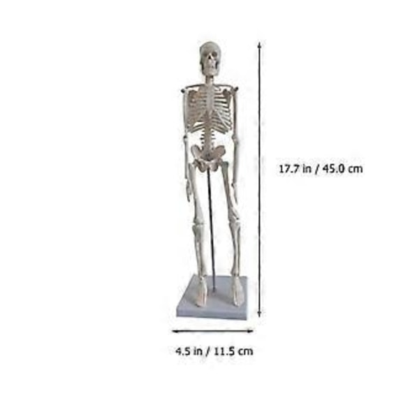 Medicinsk Anatomisk Skelettmodell Mänskligt Skelett Vetenskaplig Modell för Anatomi