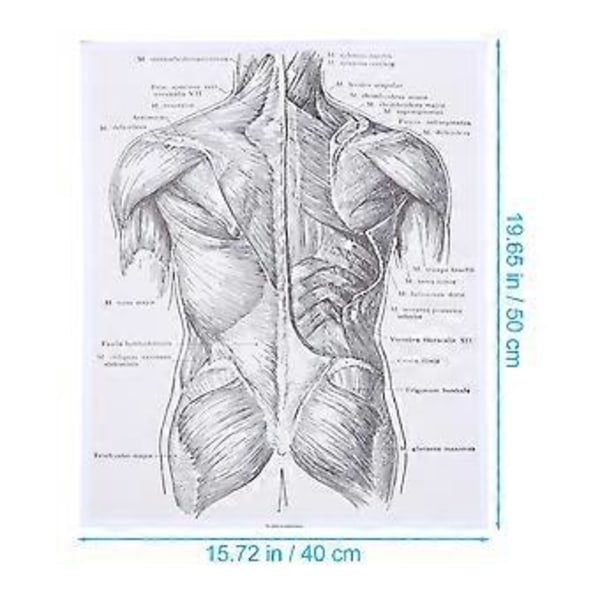 1 kpl Ihmisen anatomian seinätaidemaalaus Anatomian juliste Anatomiset elimet juliste