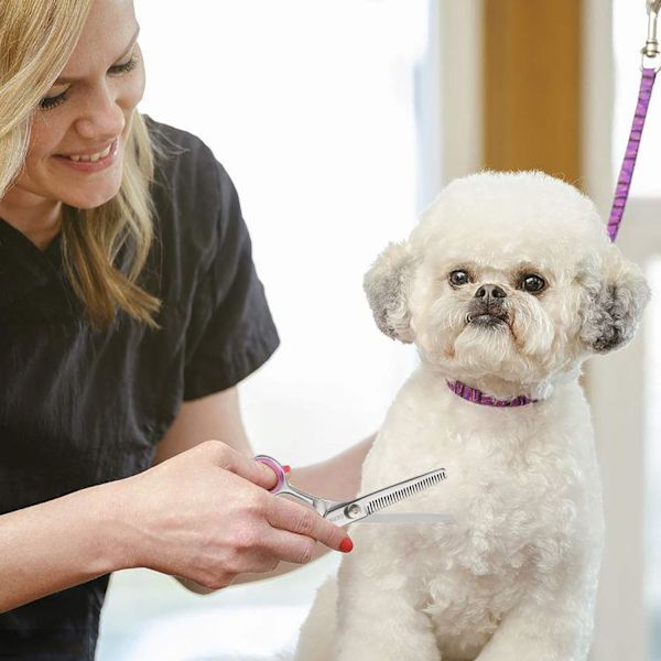 4 Set Hundtrimningssaxar Husdjursskötsel Klippsats Rak och