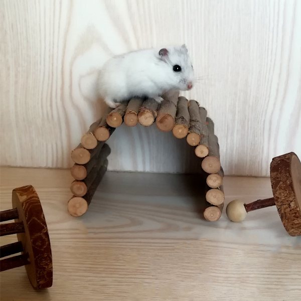 Jyrsijän puusilta, tunneli häkkiin, hamstereille, kaneille, voi olla