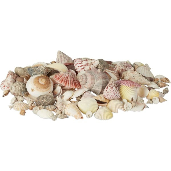 Mixed Beach Sea Shells, Natural Colorful Sea Shells Perfekt för