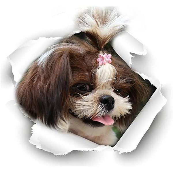 (C)Bilsticker, 3D-bilstickers Vinyl-bilstickers Morsomme kreative