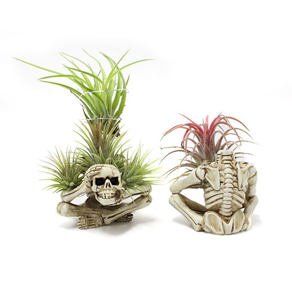 Halloween Skull Pot Resin Cover Skull Gothic Dekoration Skull Mul