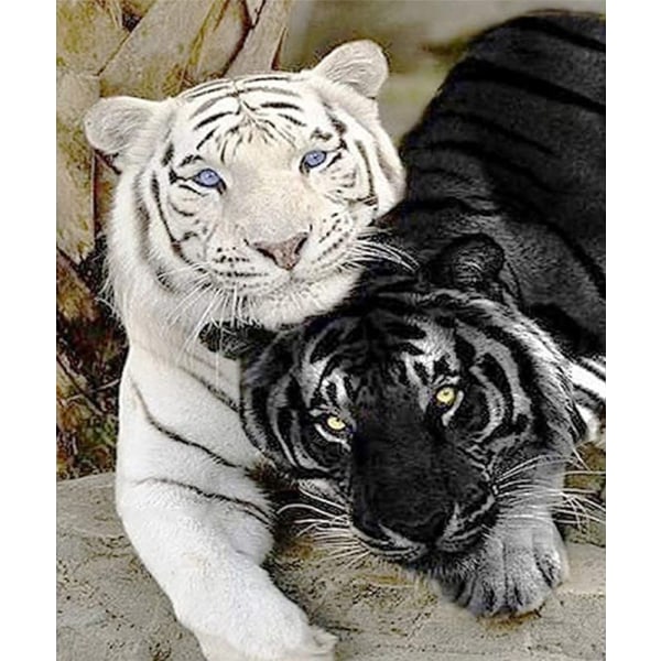 30 × 40 Tigre noir Tigre Blanc Diamant peinture (30 * 40, 1 st