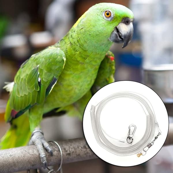 Fågelsele Anti-Bite Koppel Flygträning Rep Husdjursfotkedja