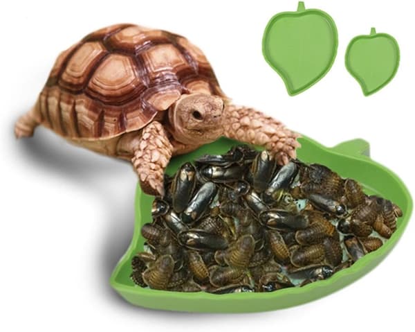 Skål Vandskål til Skildpadde Krybdyr Bladform