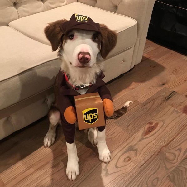 Pet Ups Pal Hundekostyme, Morsomt Klesantrekk for Hunder