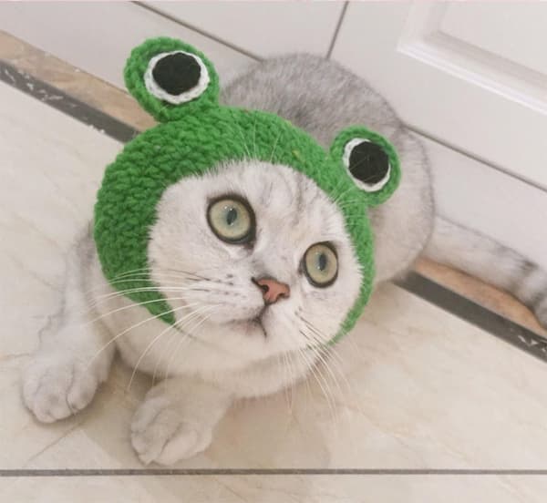 Grøn Pet Hat, S Håndstrikket Kat Hund Uldgarn Hat til Pu