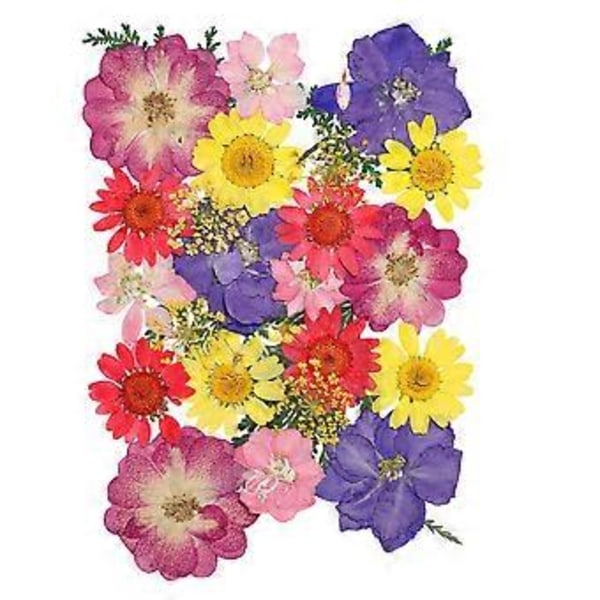 Milisten 1 Pakke Prægning Tørret Blomst Blomstermateriale Blomsterplanter Prøve DIY Blomsterhåndværk