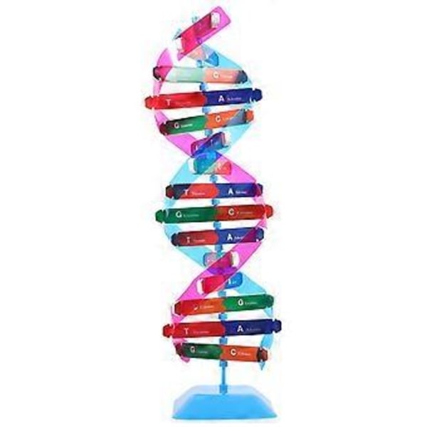 1 Sæt Biologi Undervisningsrekvisit Dobbelt Helix Struktur DNA Model Videnskabeligt Eksperimentelt Materialesæt