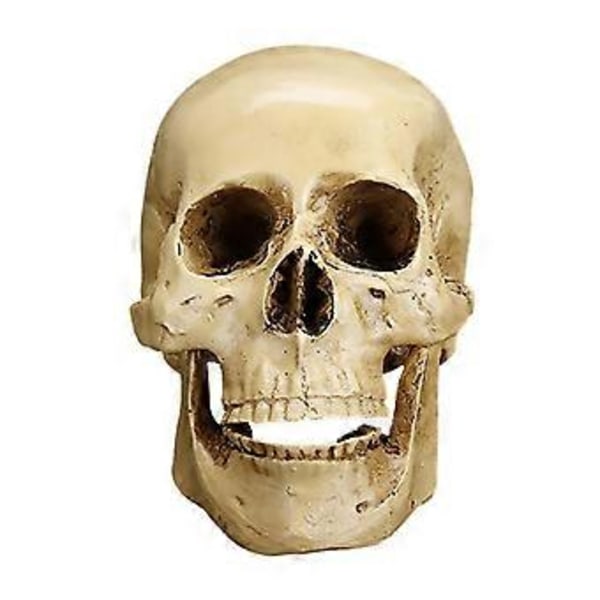 Hartsi Ihmisen Pääkallo Taide Opetus Anatominen Halloween Koriste Rekvisiitta