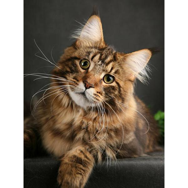 30 × 40 Titta på kattens diamantmålning (30 * 40, 1 st