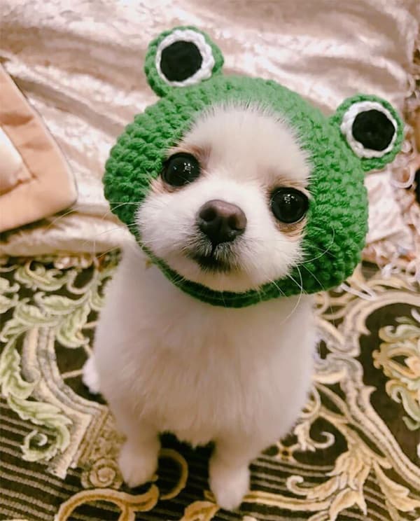 Grøn Pet Hat, S Håndstrikket Kat Hund Uldgarn Hat til Pu