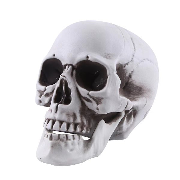 Kranium Hoved Halloween Dekoration Prop Horror Funky Simulation Haun