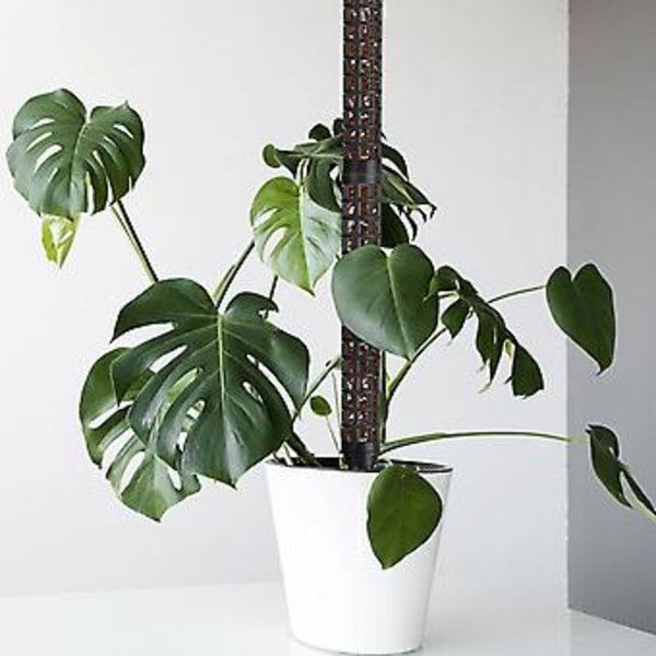 15'' Hög Moss Pinne för Växt Monstera Böjbara Växtstöd, Sphagnum Äkta Skogsmossa Pinne för Klätterväxter, Krypväxter Grön (Svart)