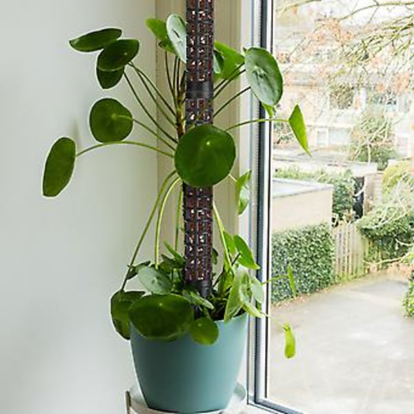 15'' Hög Moss Pinne för Växt Monstera Böjbara Växtstöd, Sphagnum Äkta Skogsmossa Pinne för Klätterväxter, Krypväxter Grön (Svart)