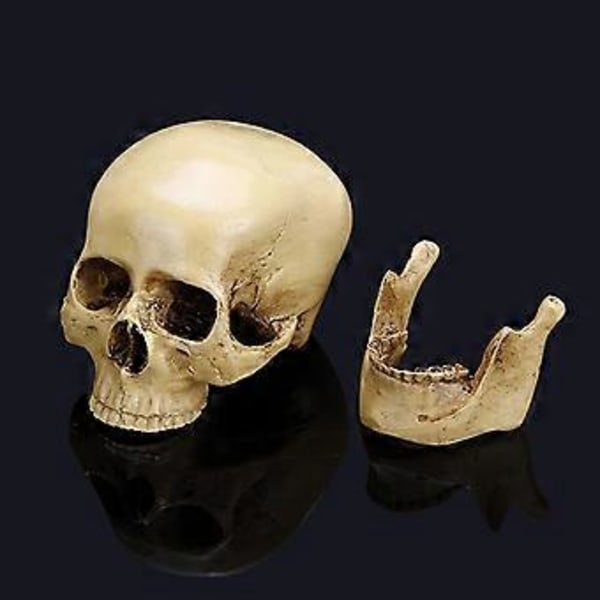 Hartsi Ihmisen Pääkallo Taide Opetus Anatominen Halloween Koriste Rekvisiitta