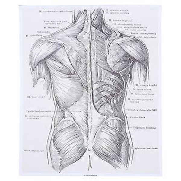 1 st Anatomi Väggkonstmålning Anatomi Poster Anatomiska Organ Poster