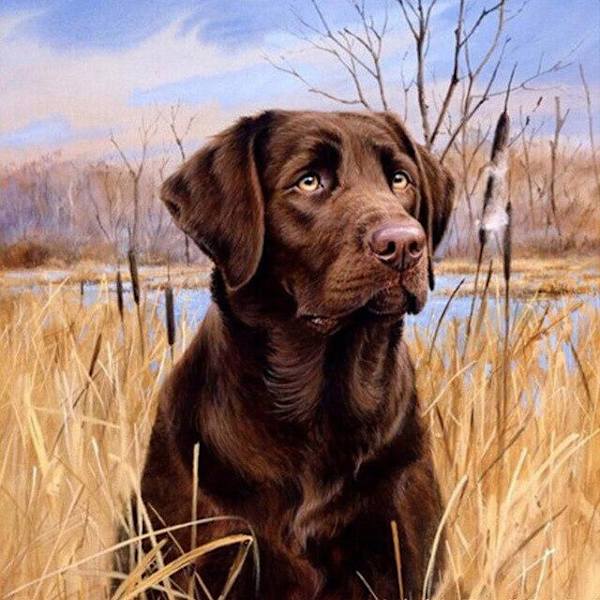 30 x 40 cm, Koira Timanttimaalaus Kirjonta Timanttimaalaus Canv