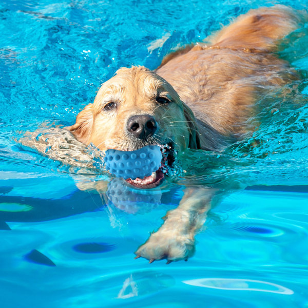 Jouet Chien (Bleu) Indestructible, Jouet pour Chien Grinçant en