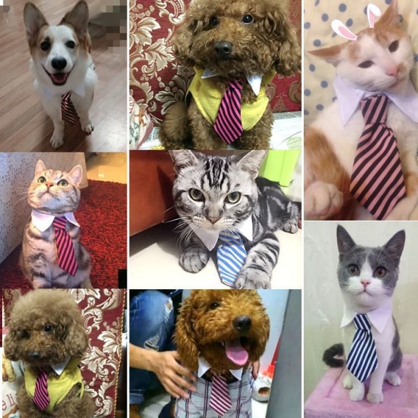 8 delar Justerbar Husdjur Hund Katt fluga Husdjur Kostym Slips Coll