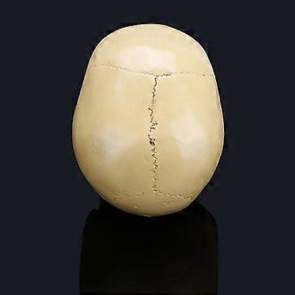 Resin Menneskekranie Kunst Undervisning Anatomisk Halloween Dekorativ Rekvisit