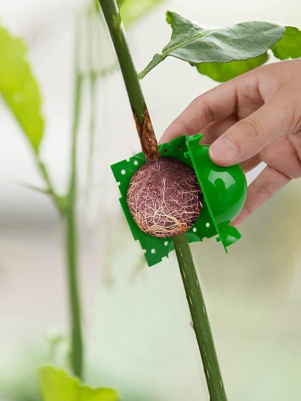 10-pack växtrotande enhet (12 cm) - Högtrycksväxtrotande utrustning - Förökningsboll Grafti