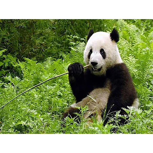 30x40 cm 5D Diamantmaleri DIY Komplett, Panda Gigant Dyr m
