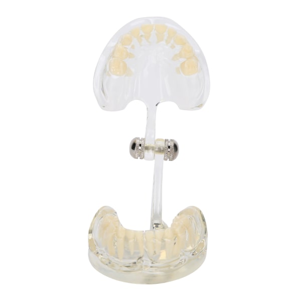 Dental melketenner Modell Avtakbare tenner Modell Læringsverktøy for tannlege
