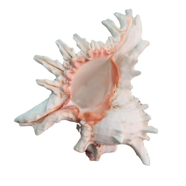 Store naturlige konkylier, enorme havsnegle 18-20 cm Jumbo konkylier Perfekt til bryllupsindretning Beach T_paris