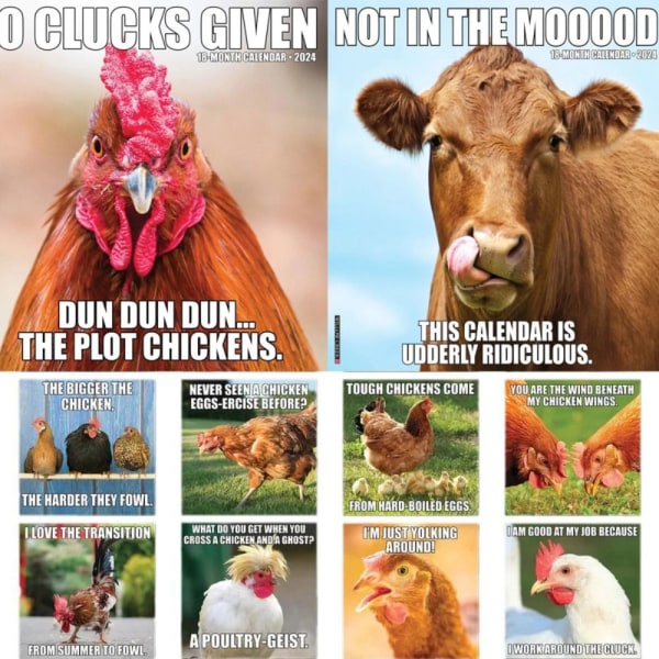 Funny Animal Calendar 2024 Kalender KYLLING KYLLING kylling chicken