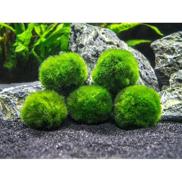 10 Marimo Mossbollar 2,5 cm, Simulerad Grön Algboll