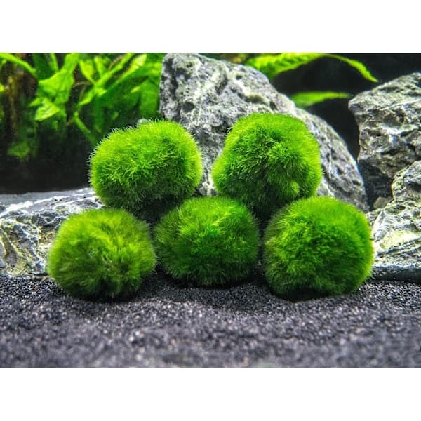 10 Marimo-sammalpalloa 2,5 cm, simuloitu vihreä leväpallo
