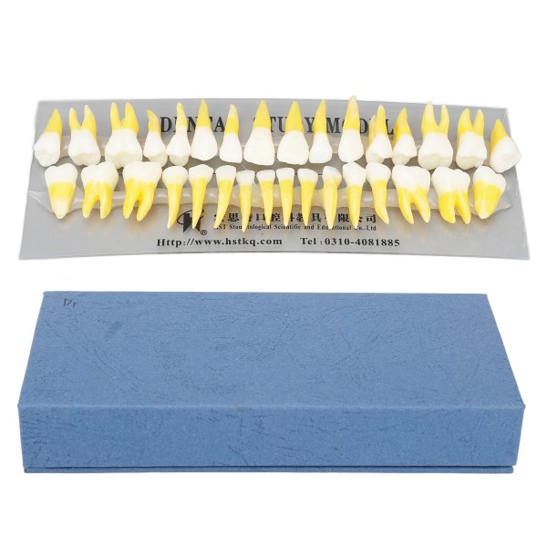 1:1 skala Permanent Tooth Model 32stk Dual Colours Permanent Resin Tand Demonstration Model for tandlæger