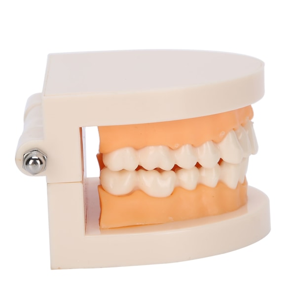 Dental Teaching Teeth Model Kids Teaching Teaching Study Supplies Demonstration Teeth Model