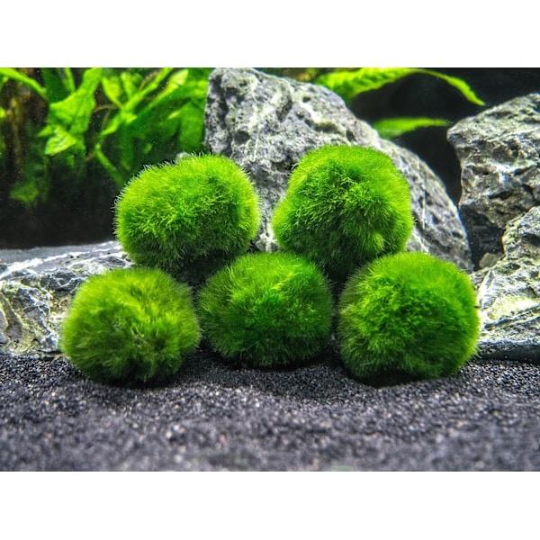 10 Marimo Mossbollar 2,5 cm